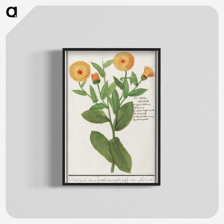 2-53_Anselmus-Boetius-de-Boodt_blk-crop