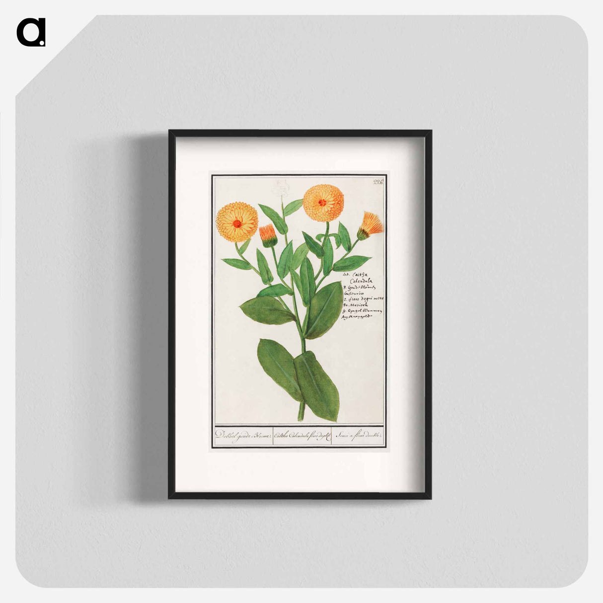 Marigold, Calendula officinalis - アンセルムス ボエティウス デ ブート Poster.