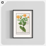 Marigold, Calendula officinalis - アンセルムス ボエティウス デ ブート Poster.