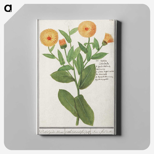 2-53_Anselmus-Boetius-de-Boodt_canvas