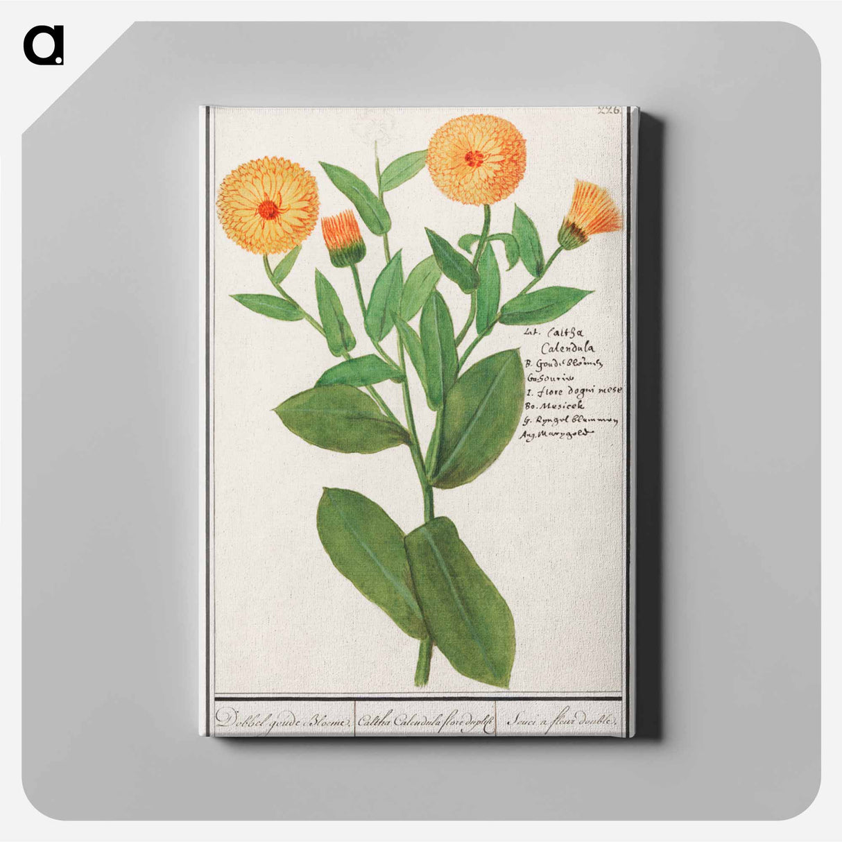 Marigold, Calendula officinalis - アンセルムス ボエティウス デ ブート Canvas.