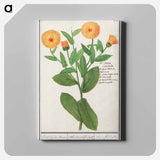 Marigold, Calendula officinalis - アンセルムス ボエティウス デ ブート Canvas.