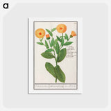 Marigold, Calendula officinalis - アンセルムス ボエティウス デ ブート Postcard.