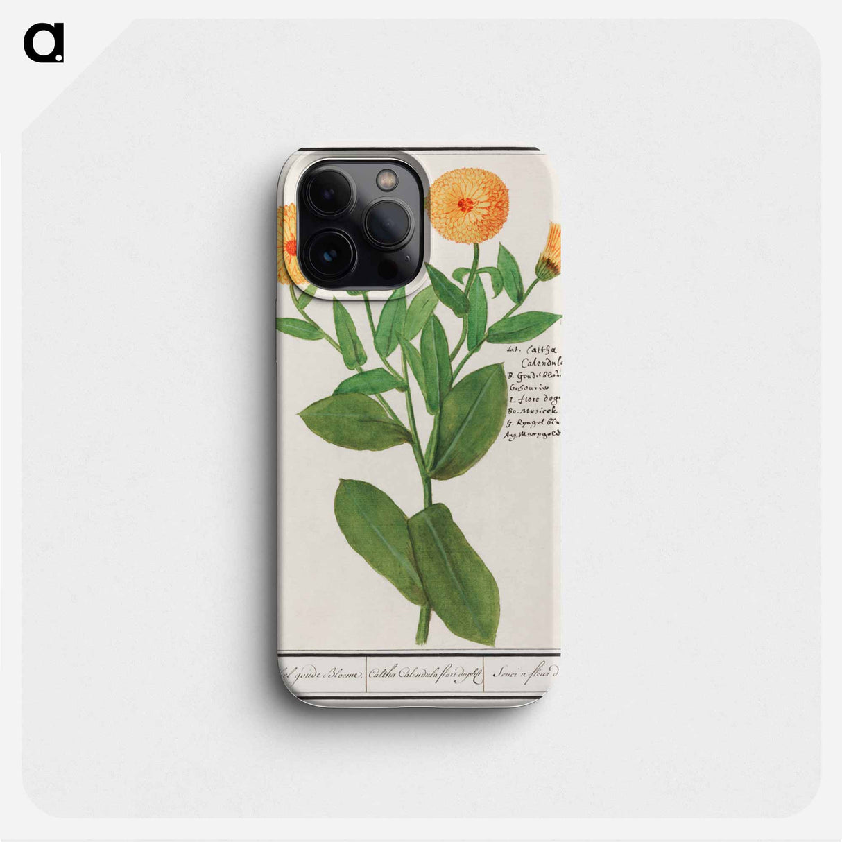 Marigold, Calendula officinalis - アンセルムス ボエティウス デ ブート Phone Case.