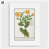 2-53_Anselmus-Boetius-de-Boodt_picture