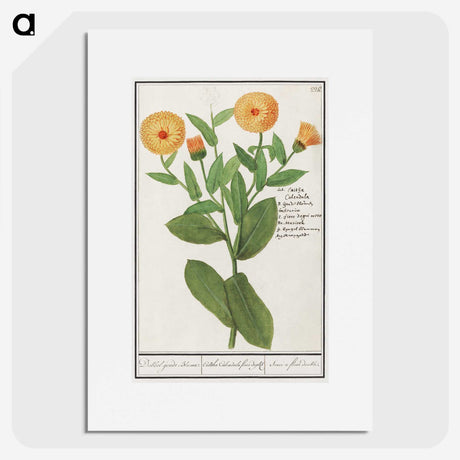 2-53_Anselmus-Boetius-de-Boodt_picture
