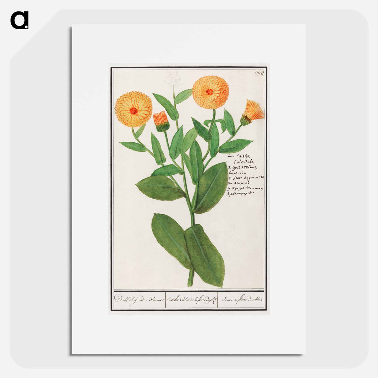 Marigold, Calendula officinalis - アンセルムス ボエティウス デ ブート Poster.