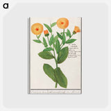 Marigold, Calendula officinalis - アンセルムス ボエティウス デ ブート Postcard.