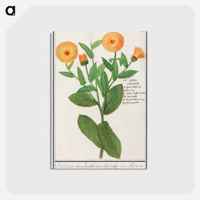 アートポストカード-Marigold, Calendula officinalis - アンセルムス ボエティウス デ ブート Postcard.