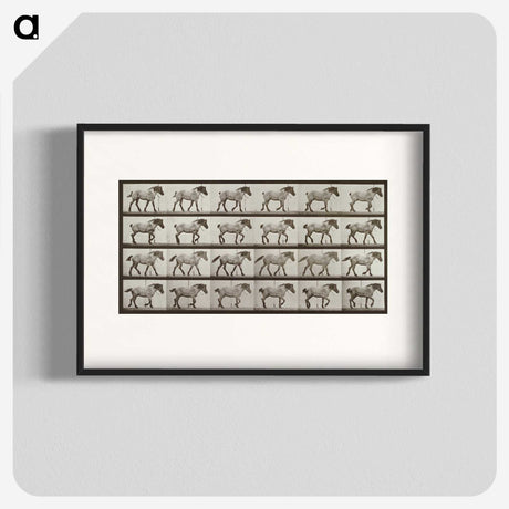 2-53_Eadweard-Muybridge_blk