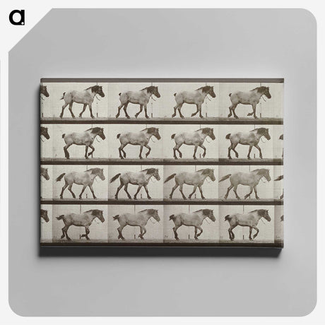2-53_Eadweard-Muybridge_canvas