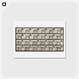 アートポストカード-Belgian Horse Walking
 - エドワード マイブリッジ Postcard.