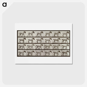アートポストカード-Belgian Horse Walking
 - エドワード マイブリッジ Postcard.