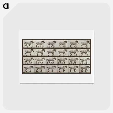 アートポストカード-Belgian Horse Walking
 - エドワード マイブリッジ Postcard.