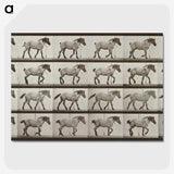 2-53_Eadweard-Muybridge_picture-crop