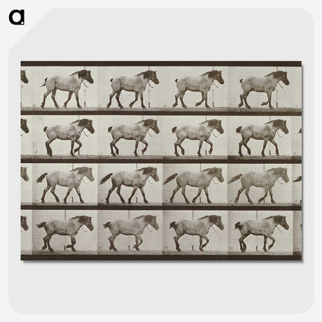 2-53_Eadweard-Muybridge_picture-crop