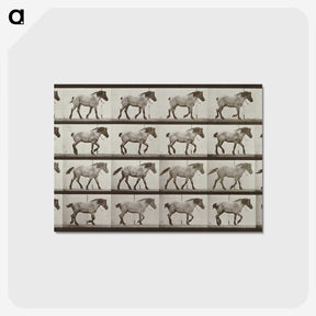 2-53_Eadweard-Muybridge_postcard