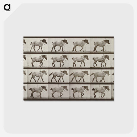 アートポストカード-Belgian Horse Walking
 - エドワード マイブリッジ Postcard.