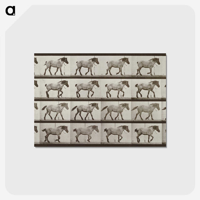 2-53_Eadweard-Muybridge_postcard