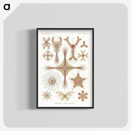 2-53_Ernst-Haeckel_blk-crop