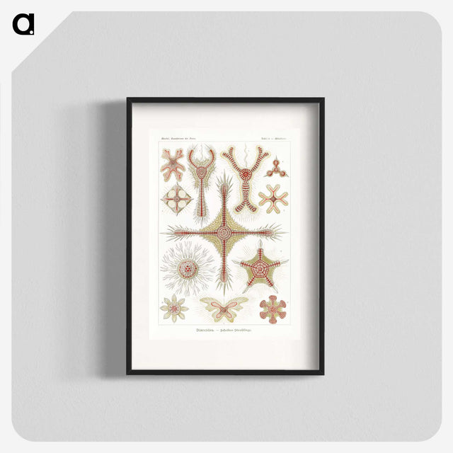 2-53_Ernst-Haeckel_blk