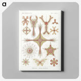 2-53_Ernst-Haeckel_canvas