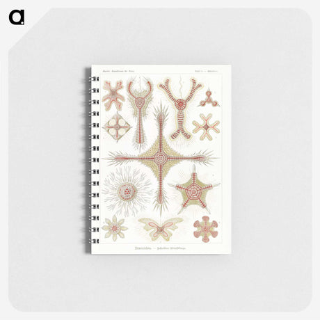 2-53_Ernst-Haeckel_memo