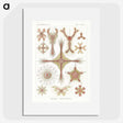 2-53_Ernst-Haeckel_picture