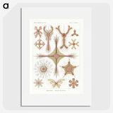 2-53_Ernst-Haeckel_picture