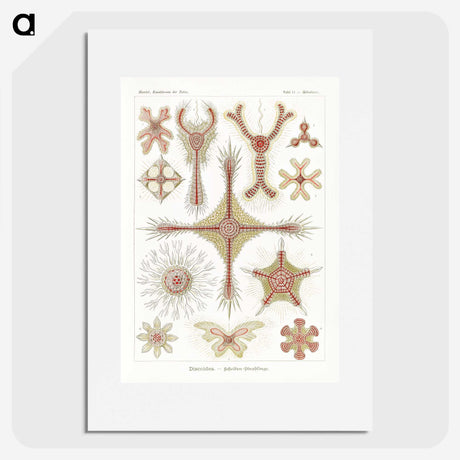 2-53_Ernst-Haeckel_picture