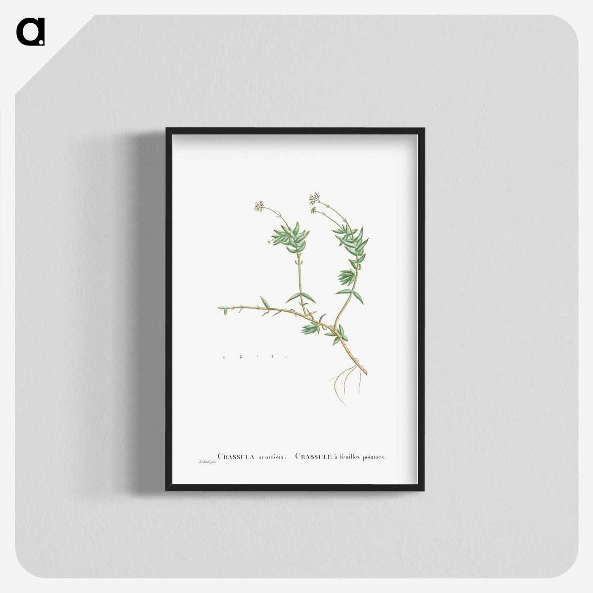 2-53_Histoire-des-Plantes-Grasses_blk-crop