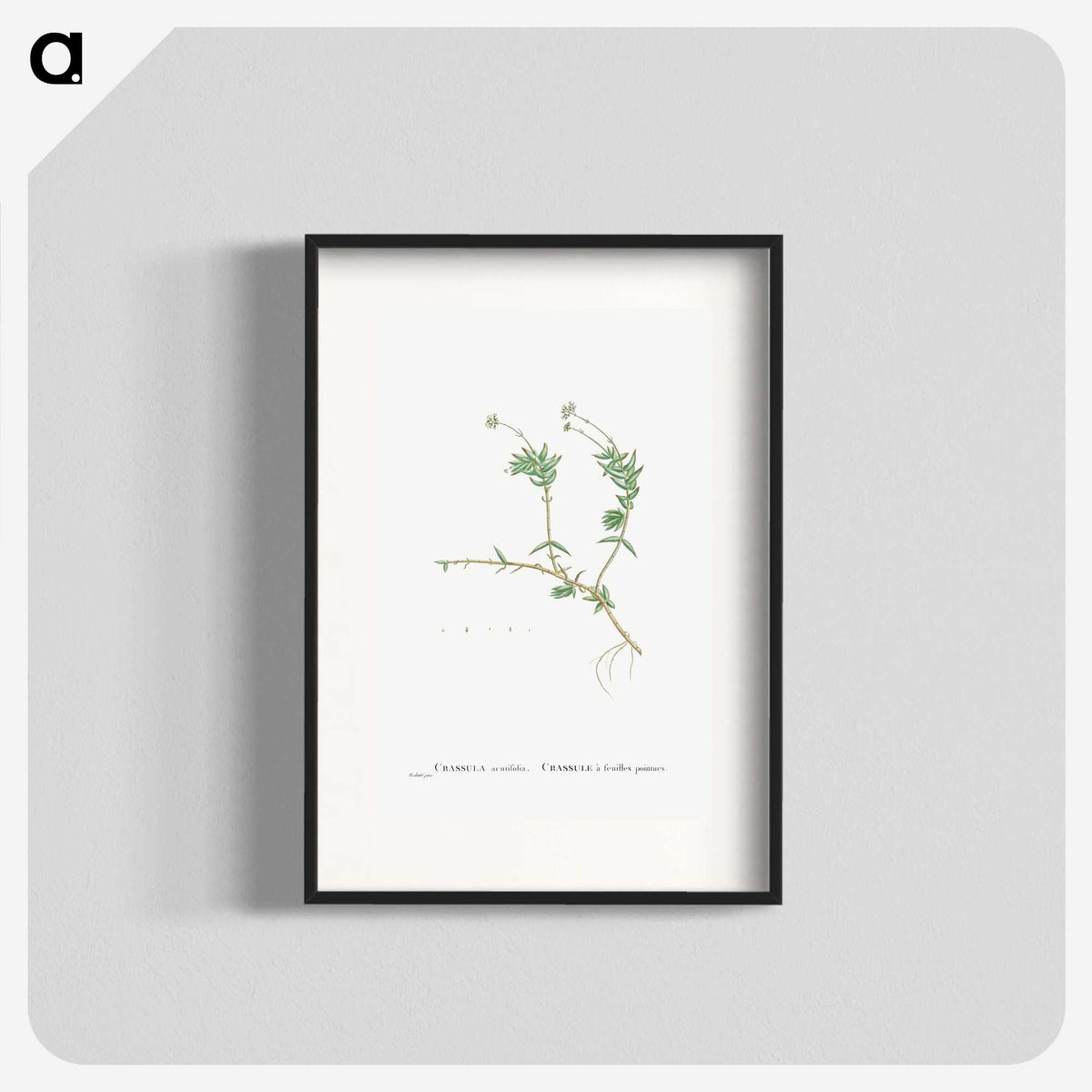 2-53_Histoire-des-Plantes-Grasses_blk
