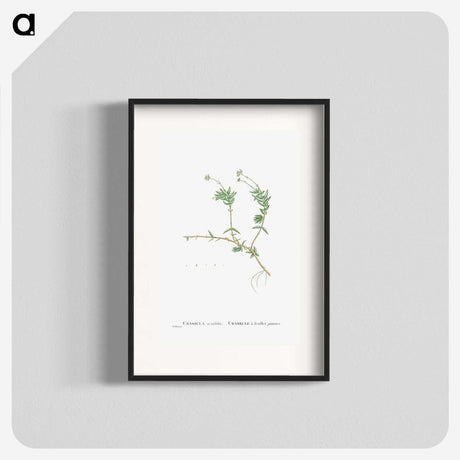 2-53_Histoire-des-Plantes-Grasses_blk