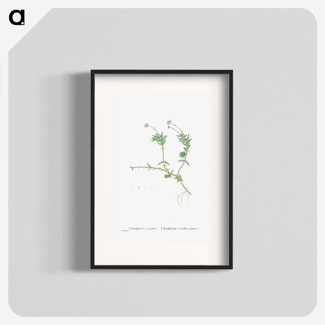 2-53_Histoire-des-Plantes-Grasses_blk