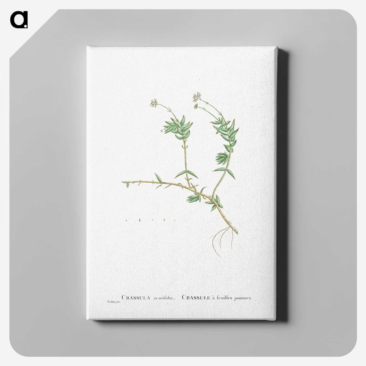2-53_Histoire-des-Plantes-Grasses_canvas