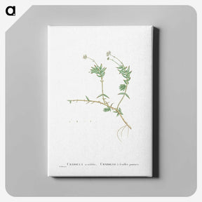 2-53_Histoire-des-Plantes-Grasses_canvas