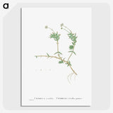 2-53_Histoire-des-Plantes-Grasses_picture-crop