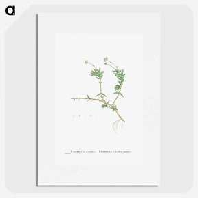 2-53_Histoire-des-Plantes-Grasses_picture