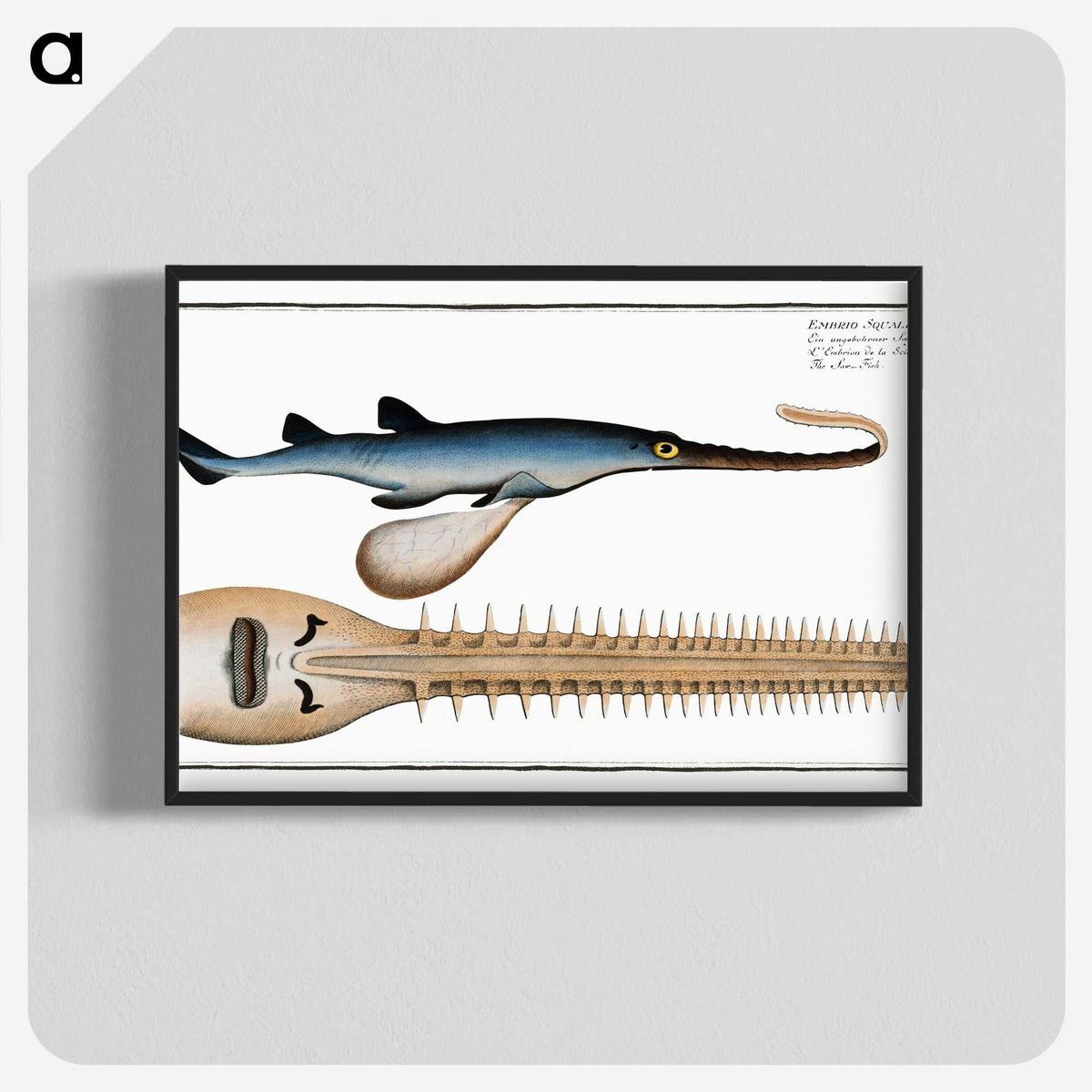2-53_Ichtyologie-ou-Histoire-naturelle_blk-crop