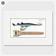 2-53_Ichtyologie-ou-Histoire-naturelle_picture