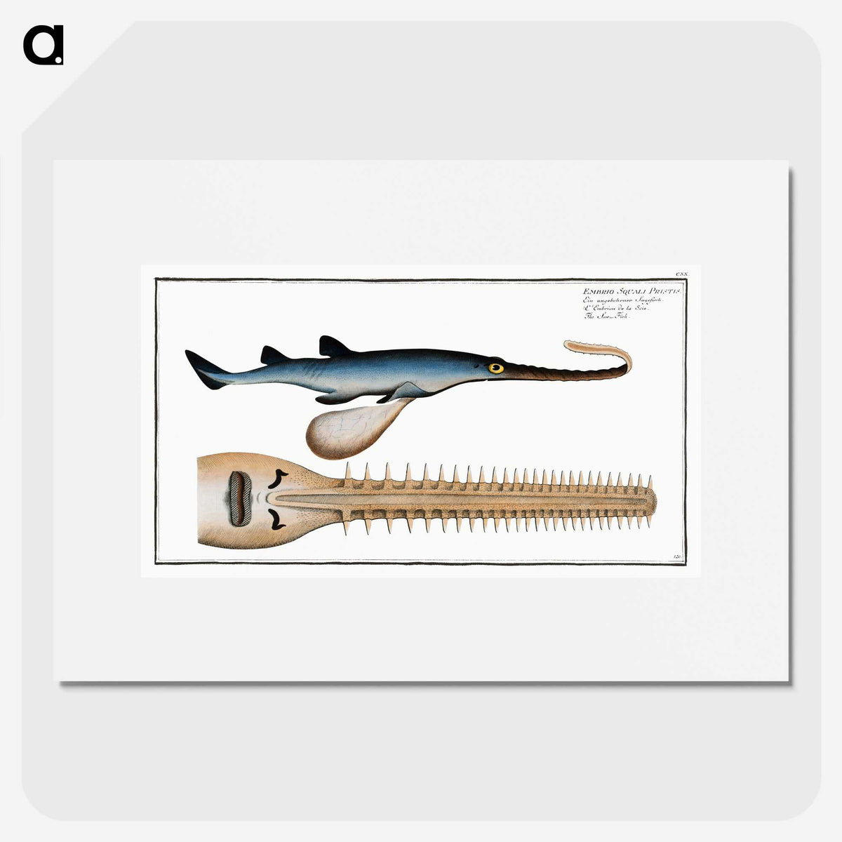 2-53_Ichtyologie-ou-Histoire-naturelle_picture