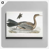 2-53_Indian-Zoology_canvas