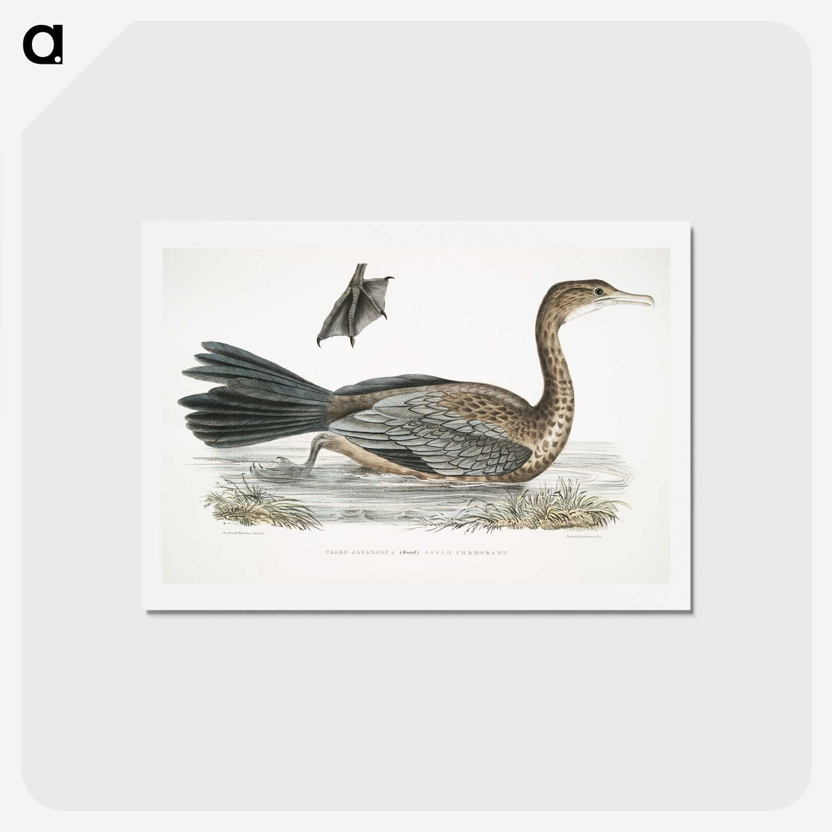 2-53_Indian-Zoology_hagaki