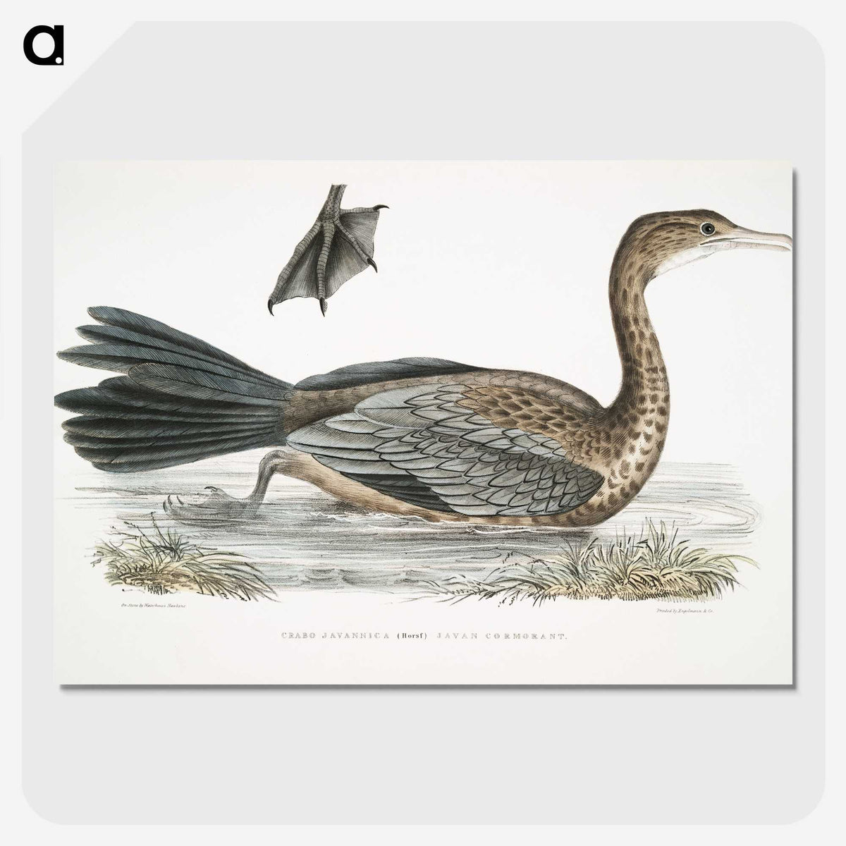 2-53_Indian-Zoology_picture-crop