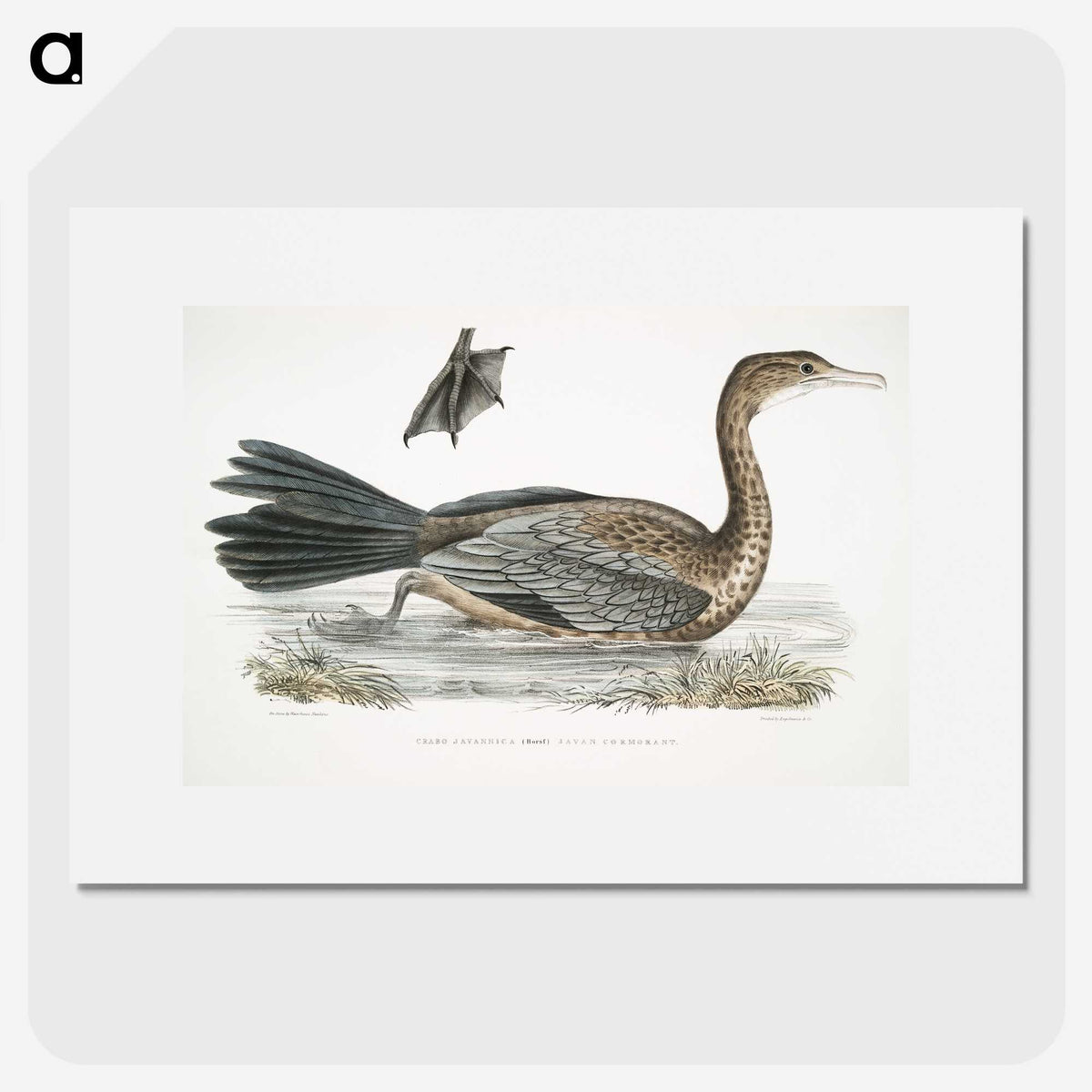 2-53_Indian-Zoology_picture