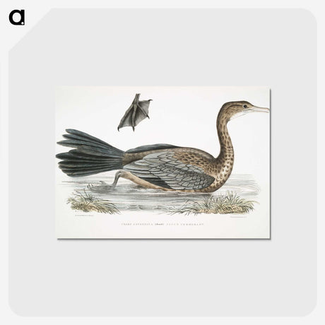 2-53_Indian-Zoology_postcard