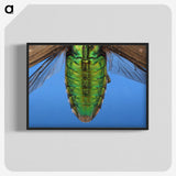 2-53_Insects-Unlocked-Project_blk-crop