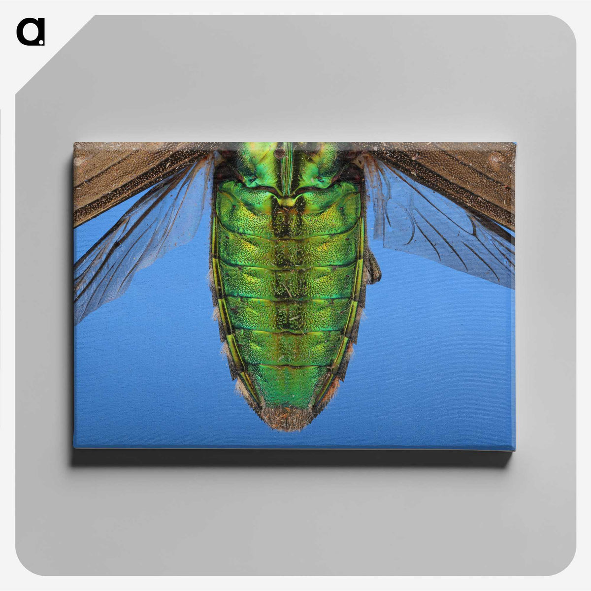 2-53_Insects-Unlocked-Project_canvas
