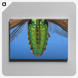 2-53_Insects-Unlocked-Project_canvas