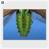 2-53_Insects-Unlocked-Project_picture-crop